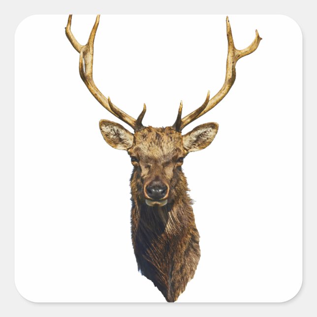 Bull Elk Head animal nature wildlife art   Square Sticker (Front)