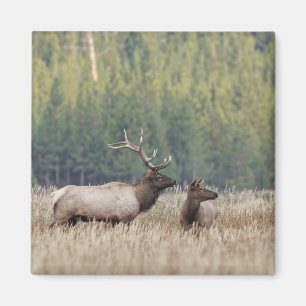 Bull Elk in Meadow   Yellowstone National Park Magnet