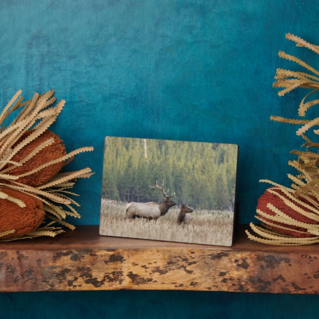 Bull Elk in Meadow | Yellowstone National Park Plaque (Side)