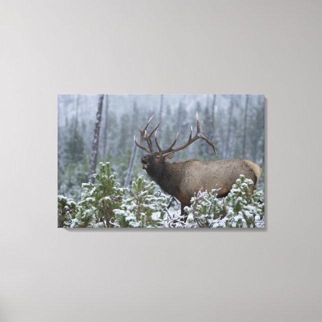 Bull Elk in snow calling, bugling, Yellowstone Canvas Print (Front)