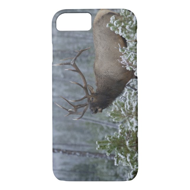 Bull Elk in snow calling, bugling, Yellowstone Case-Mate iPhone Case (Back)