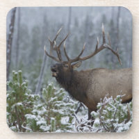 Bull Elk in snow calling, bugling, Yellowstone