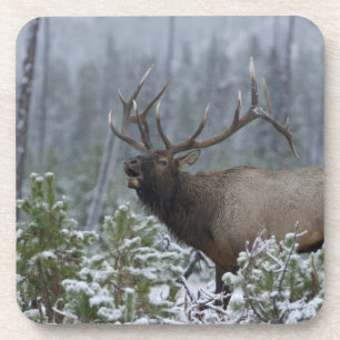 Bull Elk in snow calling, bugling, Yellowstone Coaster