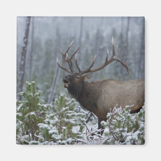 Bull Elk in snow calling, bugling, Yellowstone Magnet (Front)