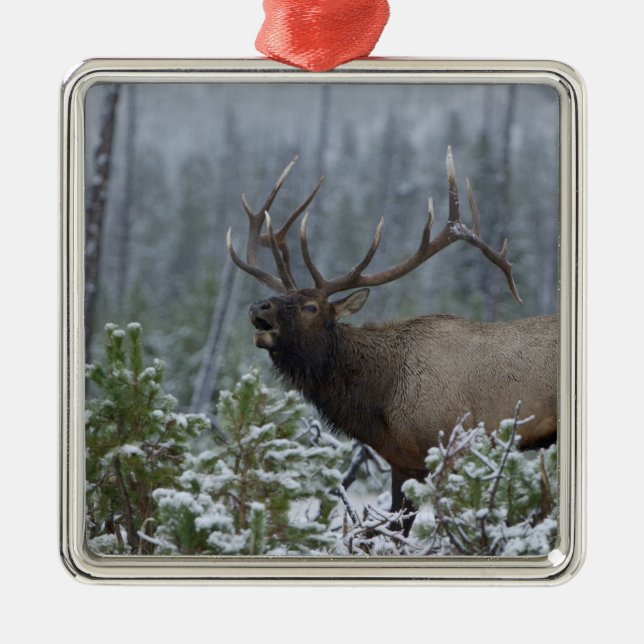 Bull Elk in snow calling, bugling, Yellowstone Metal Ornament (Front)