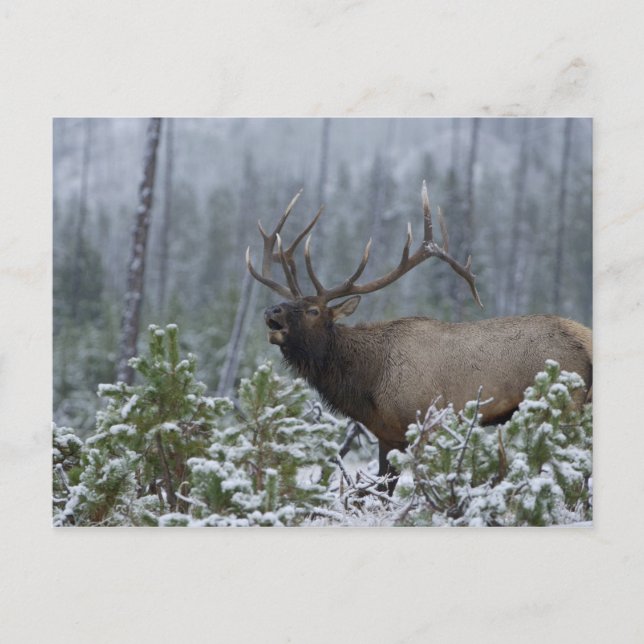Bull Elk in snow calling, bugling, Yellowstone Postcard (Front)