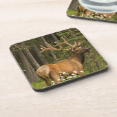 Bull elk in velvet, Canada Coaster (Left Side)