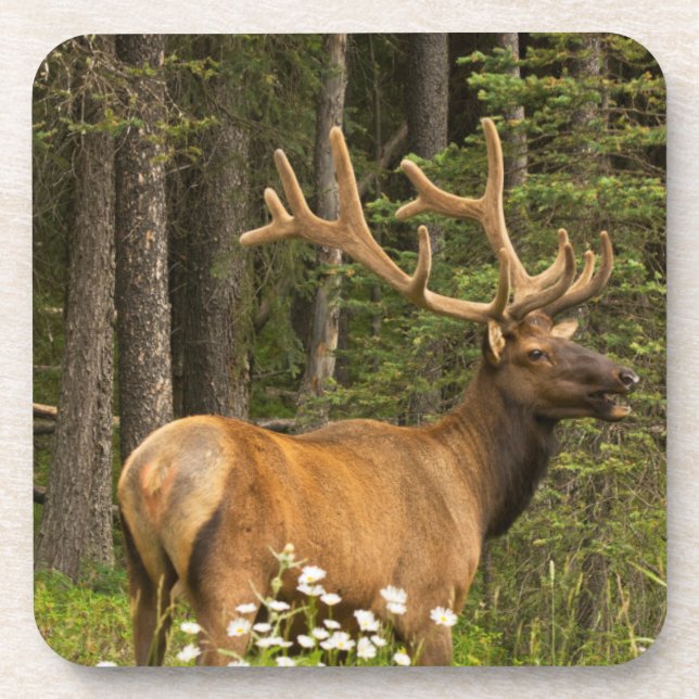 Bull elk in velvet, Canada Coaster (Front)