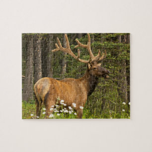 Bull elk in velvet, Canada Jigsaw Puzzle