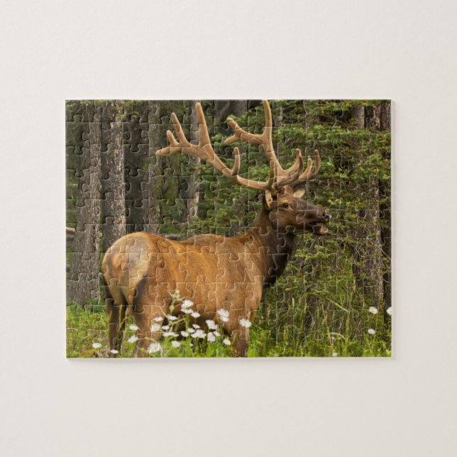 Bull elk in velvet, Canada Jigsaw Puzzle (Horizontal)