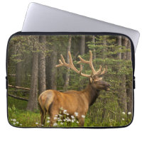 Bull Elk in Velvet, Canada