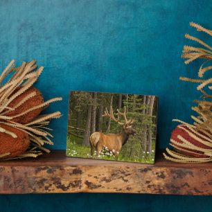Bull Elk in Velvet, Canada Plaque