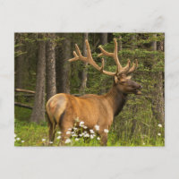 Bull elk in velvet, Canada