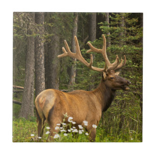 Bull elk in velvet, Canada Tile