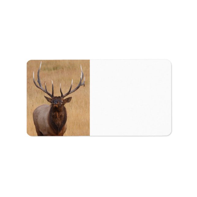 bull elk label (Front)
