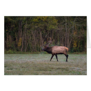 Bull Elk Morning Walk Greeting Card