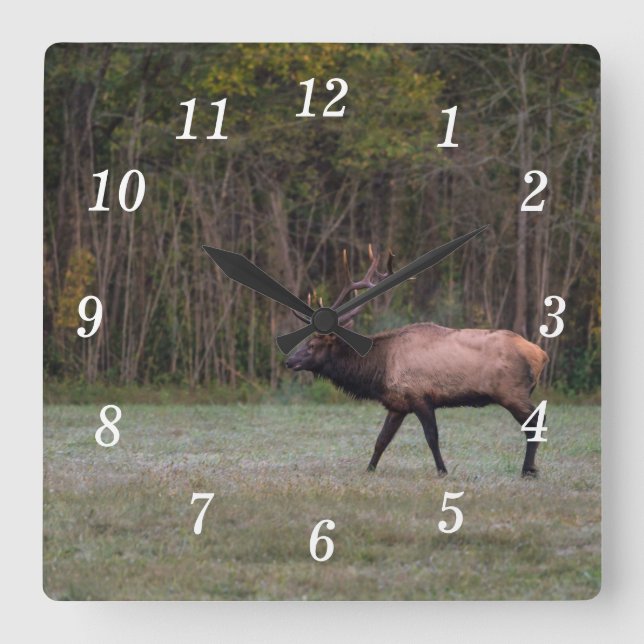 Bull Elk Morning Walk Horloge murale (Recto)