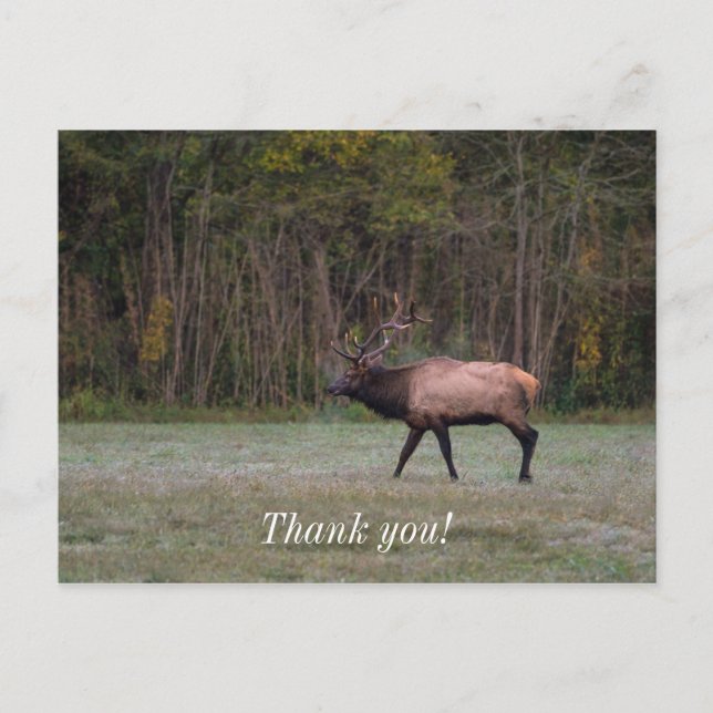 Bull Elk Morning Walk Thank you Postcard (Front)