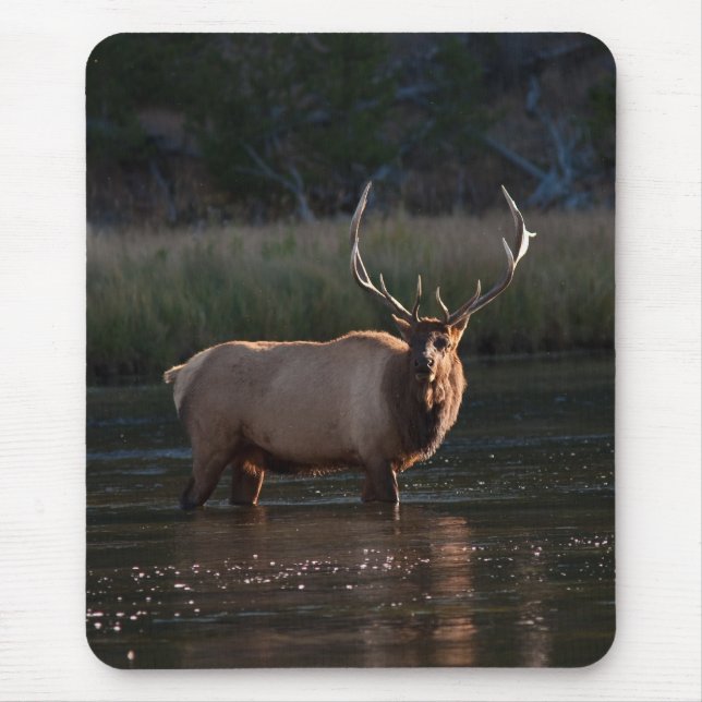 Bull Elk Mouse Pad (Front)