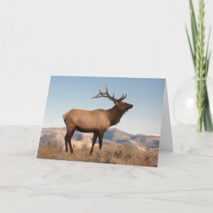 Bull Elk Near Mammoth   Wyoming Card