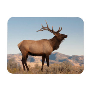 Bull Elk Near Mammoth Wyoming Magnet