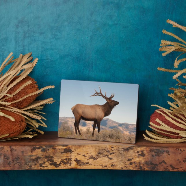 Bull Elk Near Mammoth | Wyoming Plaque (Side)