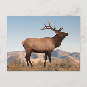 Bull Elk Near Mammoth   Wyoming Postcard