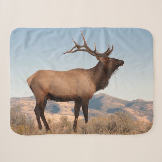 Bull Elk Near Mammoth | Wyoming Sherpa Blanket (Front (Horizontal))