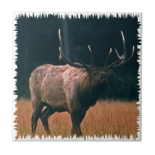 Bull Elk Photo Tile