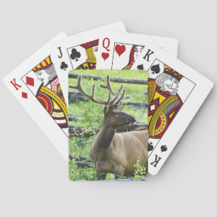 Bull Elk Playing Cards