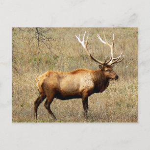 Bull Elk Postcard