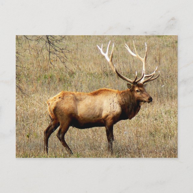 Bull Elk Postcard (Front)