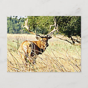 Bull Elk Postcard