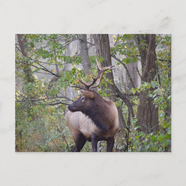 Bull Elk Postcard (Front)