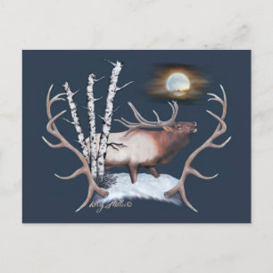 Bull Elk Postcard