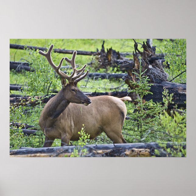 Bull Elk Poster (Front)