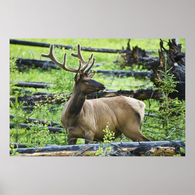 Bull Elk Poster (Front)
