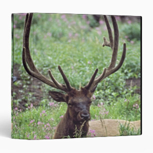 Bull Elk Resting In Alpine Meadow With Antlers Binder