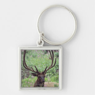 Bull Elk Resting In Alpine Meadow With Antlers Keychain