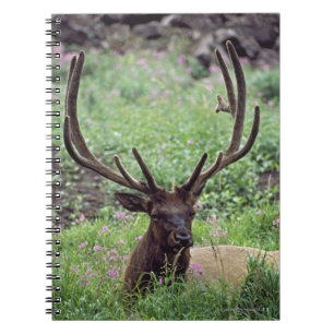 Bull Elk Resting In Alpine Meadow With Antlers Notebook