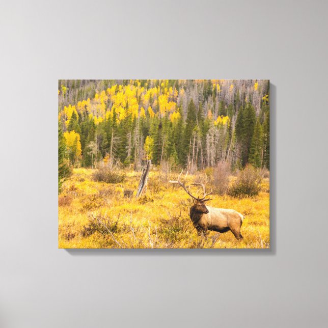 Bull Elk | Rocky Mountain National Park Colorado Canvas Print (Front)