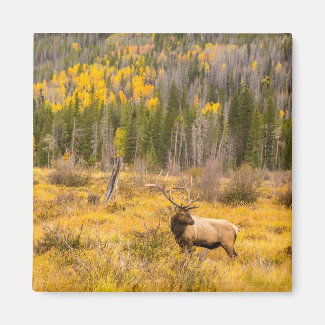 Bull Elk | Rocky Mountain National Park Colorado Magnet (Front)
