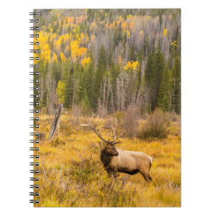Bull Elk   Rocky Mountain National Park Colorado Notebook