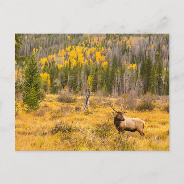 Bull Elk | Rocky Mountain National Park Colorado Postcard (Front)