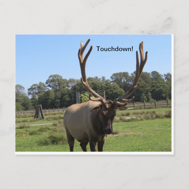 Bull Elk Signals "Touchdown" Postcard (Front)