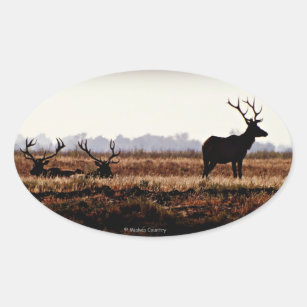 Bull Elk Silhouette Oval Sticker