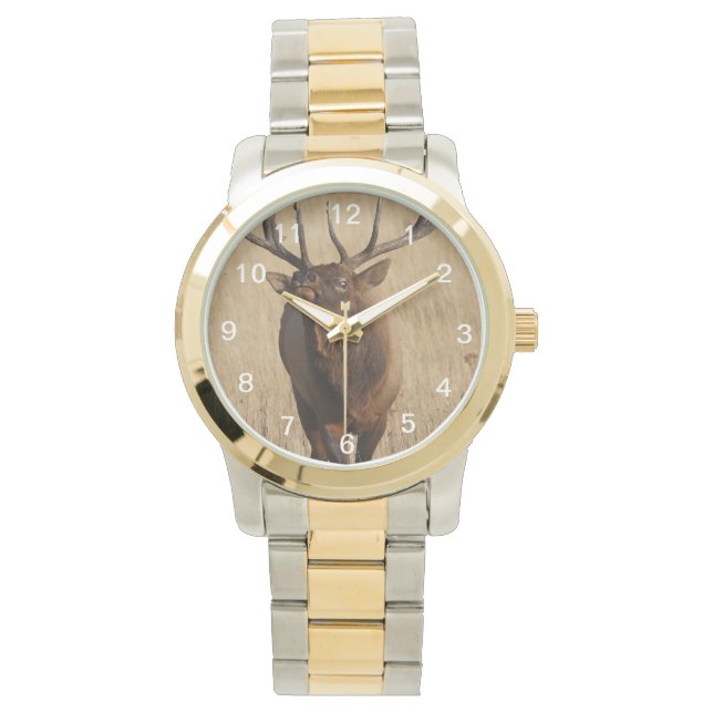 bull elk watch (Front)