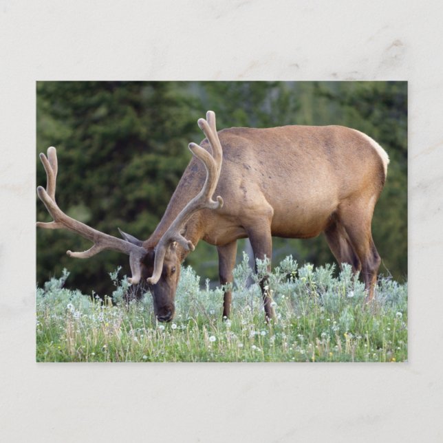 Bull Elk with antlers in velvet grazing in Postcard (Front)