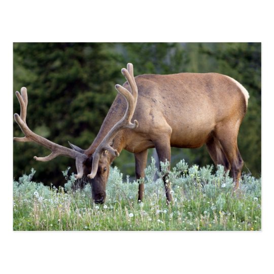 Bull Elk with antlers in velvet grazing in Postcard