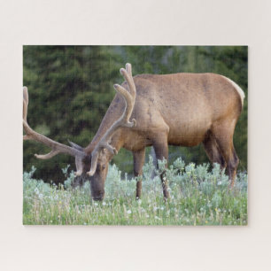 Bull Elk with antlers in velvet grazing Jigsaw Puzzle